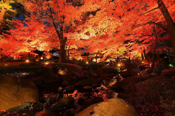 美しい紅葉ライトアップを楽しむ