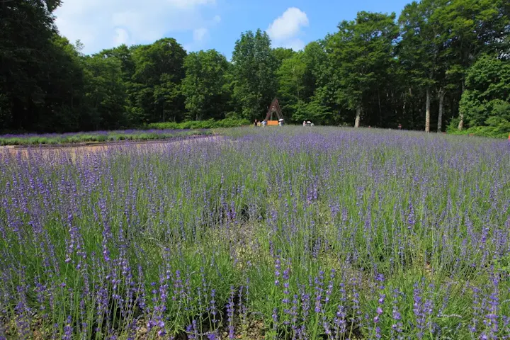 四季折々の花々が咲き誇る絶景の公園!