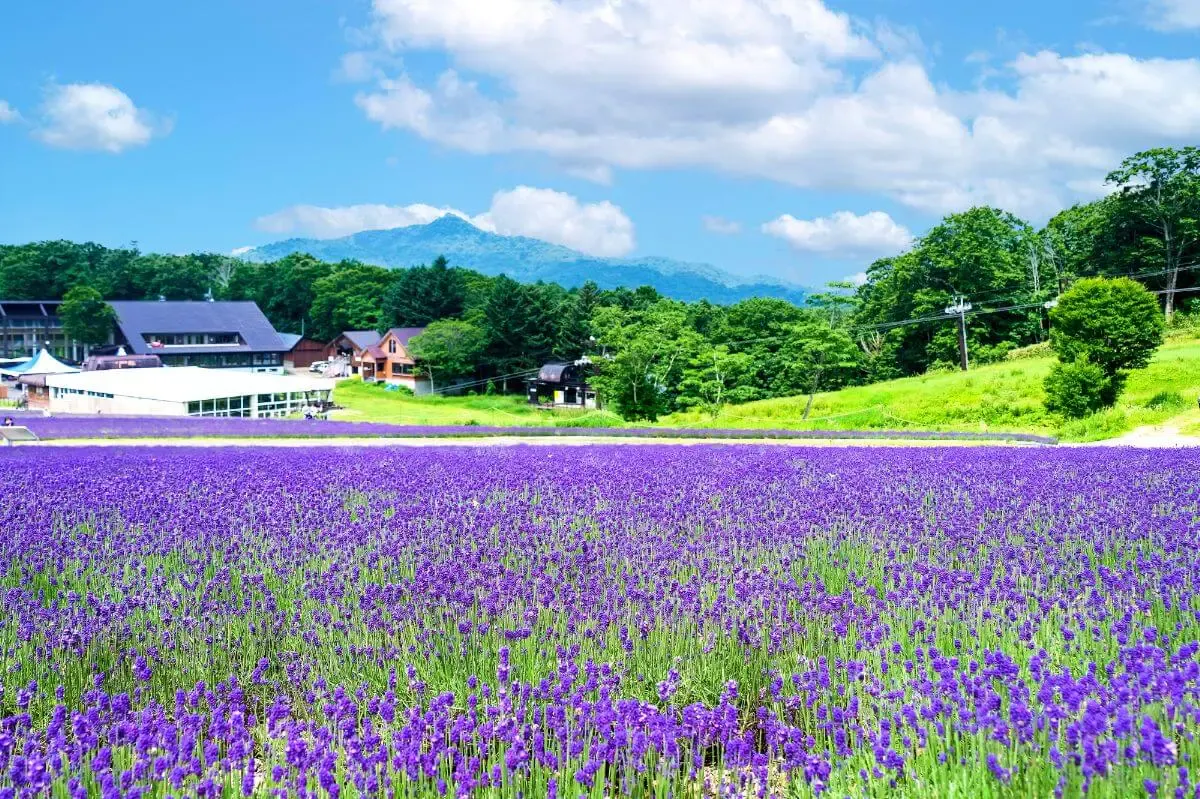 たんばらラベンダーパーク(写真 5)