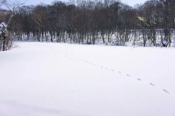 最高のパウダースノーと絶景の雪景色!
