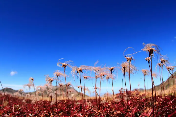湖畔を彩る高山植物