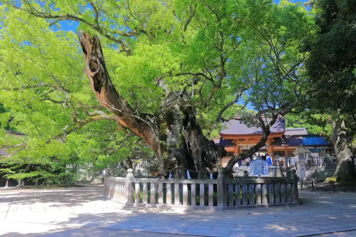 樹齢2600年の大楠を見てみよう