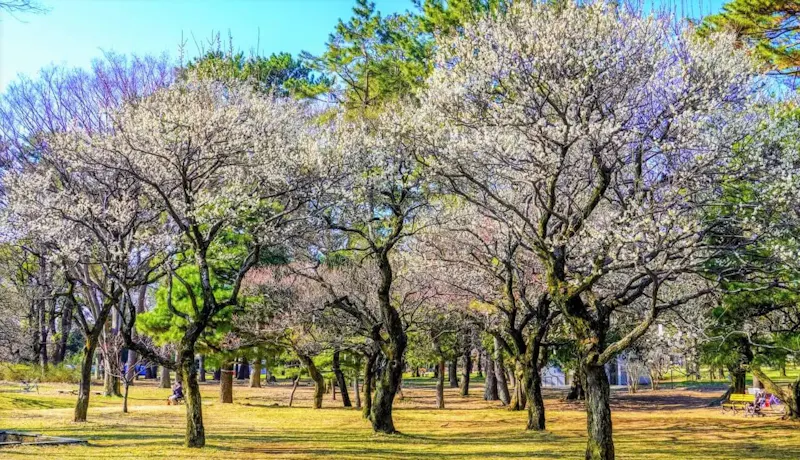 都立小金井公園