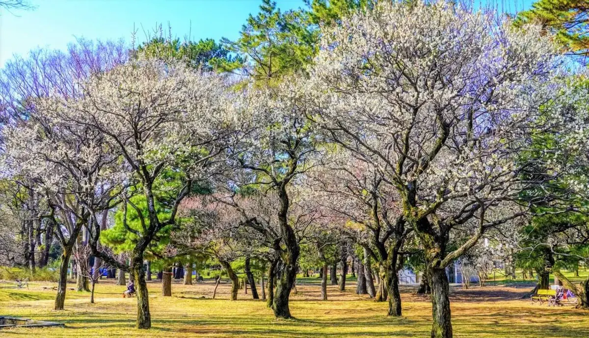 都立小金井公園(写真 2)