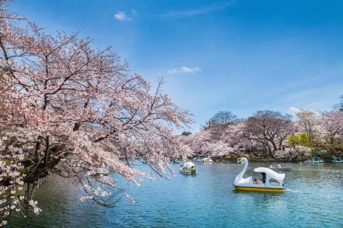 井の頭恩賜公園（写真 3）