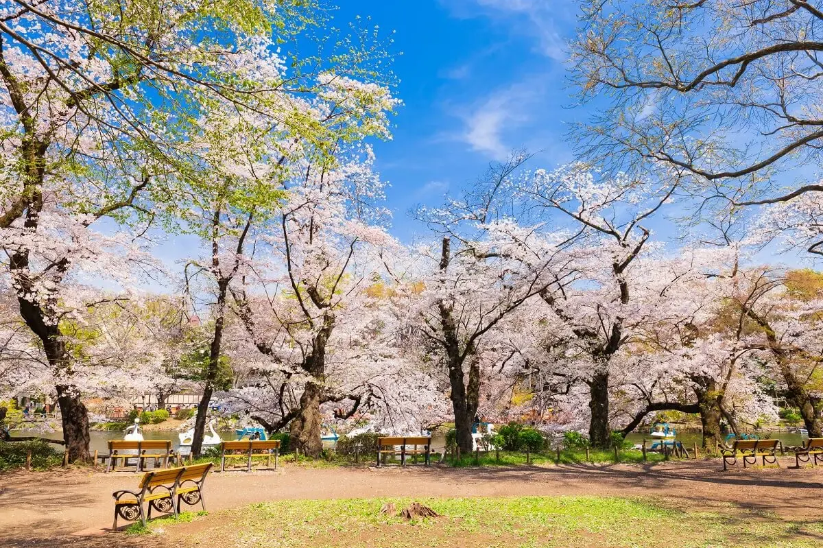 井の頭恩賜公園（写真 6）