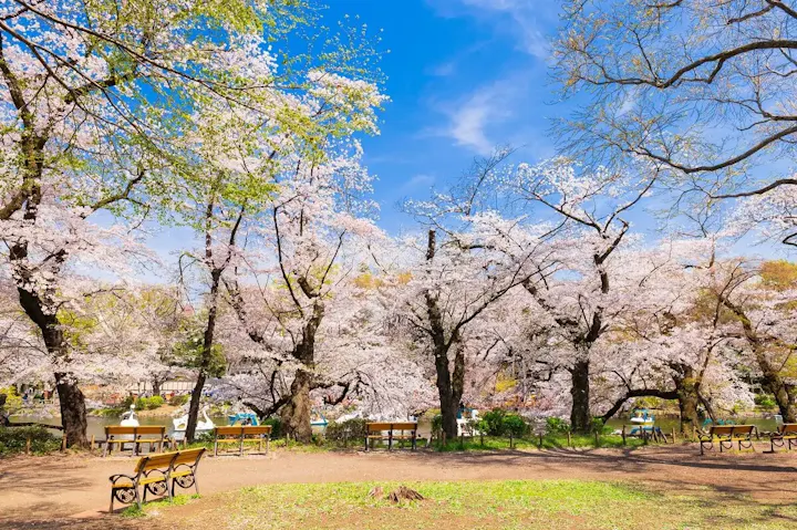 自然豊かな公園は桜の名所