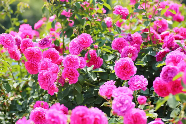 約200種1800株の美しい薔薇が咲く