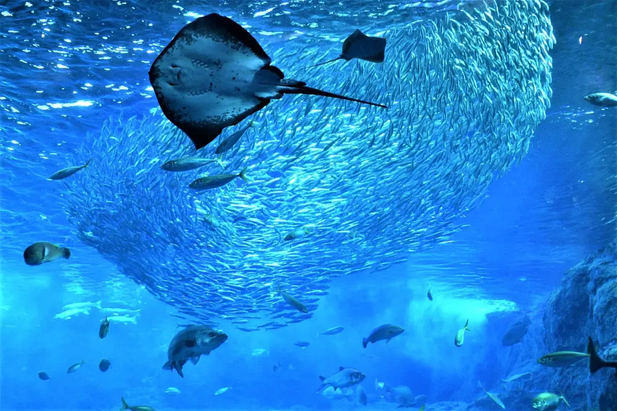 新江ノ島水族館（写真 3）