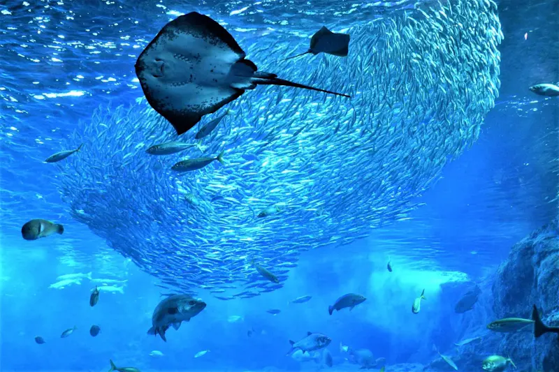 新江ノ島水族館
