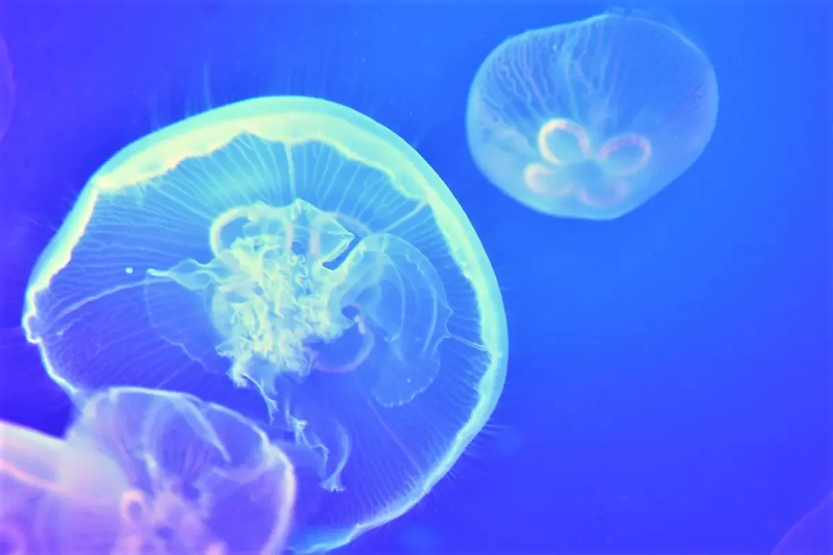 新江ノ島水族館（写真 4）