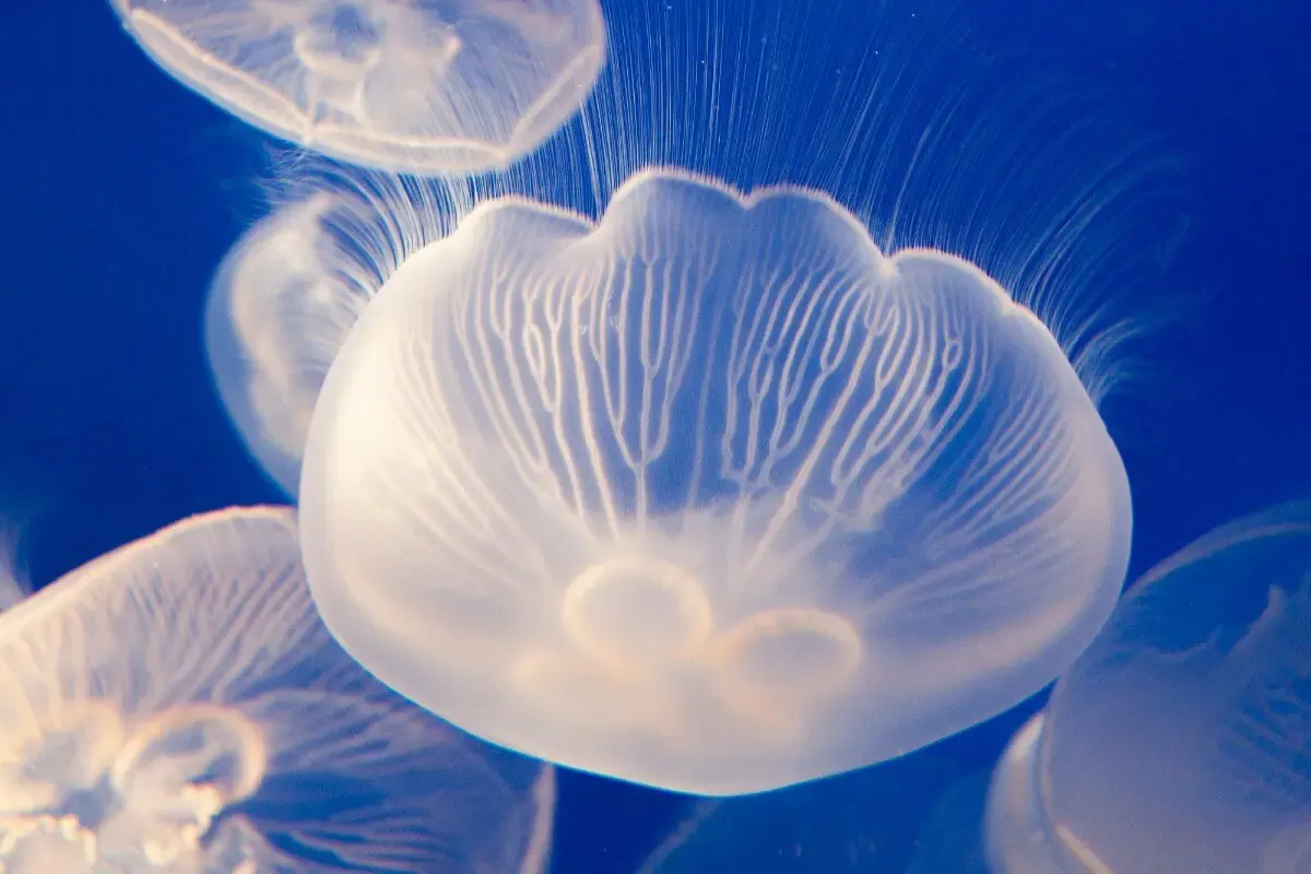 新江ノ島水族館（写真 2）