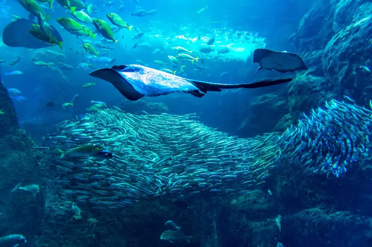 新江ノ島水族館（写真 5）