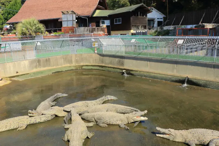 鬼山地獄のワニの餌付けショー！