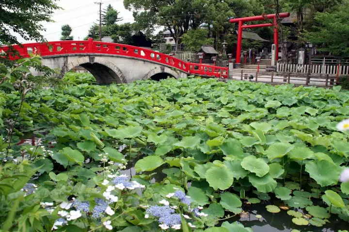 日本の夏の風物詩、蓮の花が咲く禊橋!