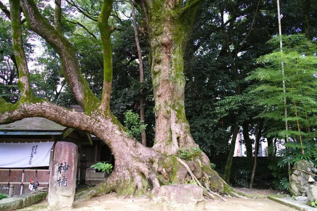青井阿蘇神社(写真 6)
