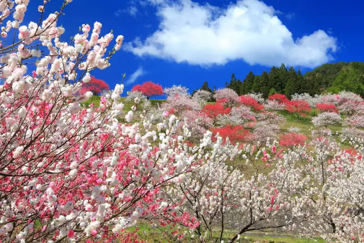 「日本一の桃源郷」で花桃を観賞しよう
