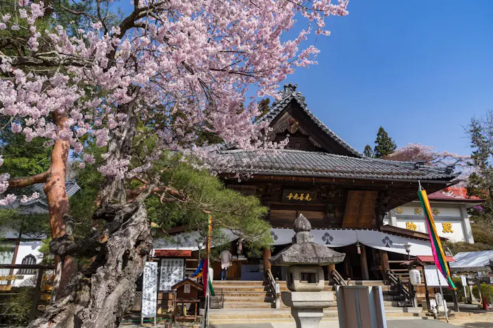 美しい桜と伝説の臼が魅力!