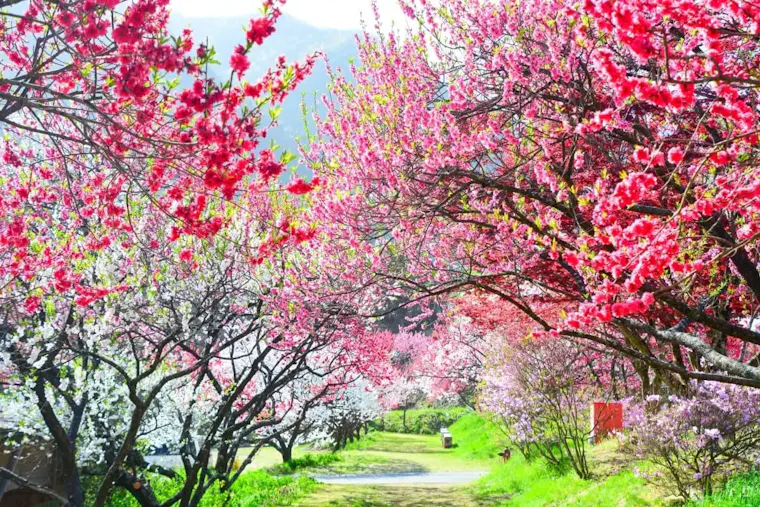 月川温泉の花桃