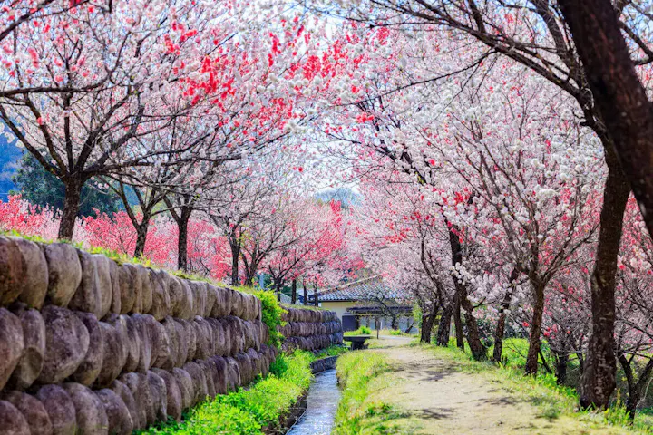 三色花桃が咲き誇る日本一の桃源郷