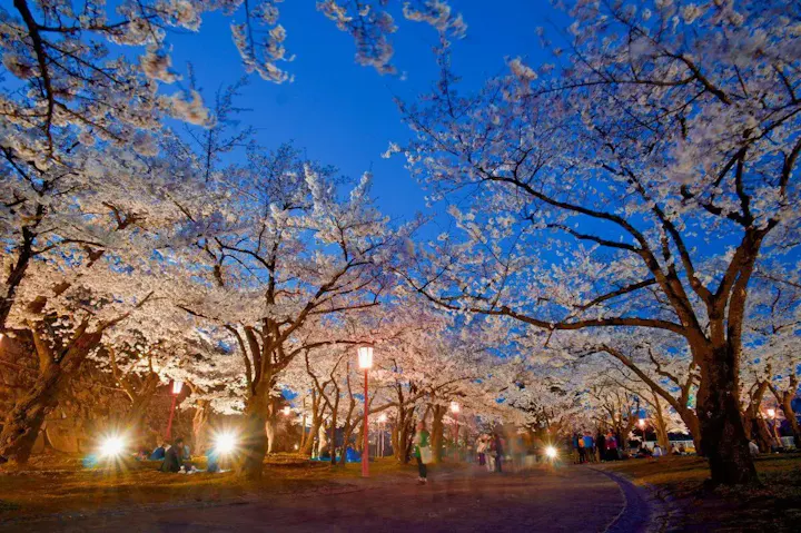 春の桜まつりとライトアップ!