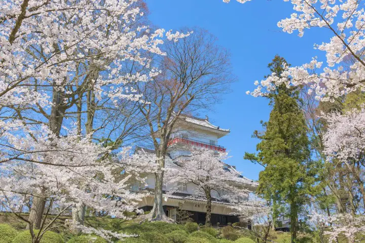約700本の桜が彩る桜並木!