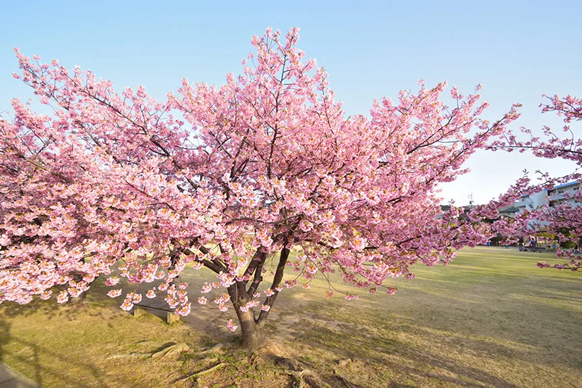 大村公園の桜(写真 2)