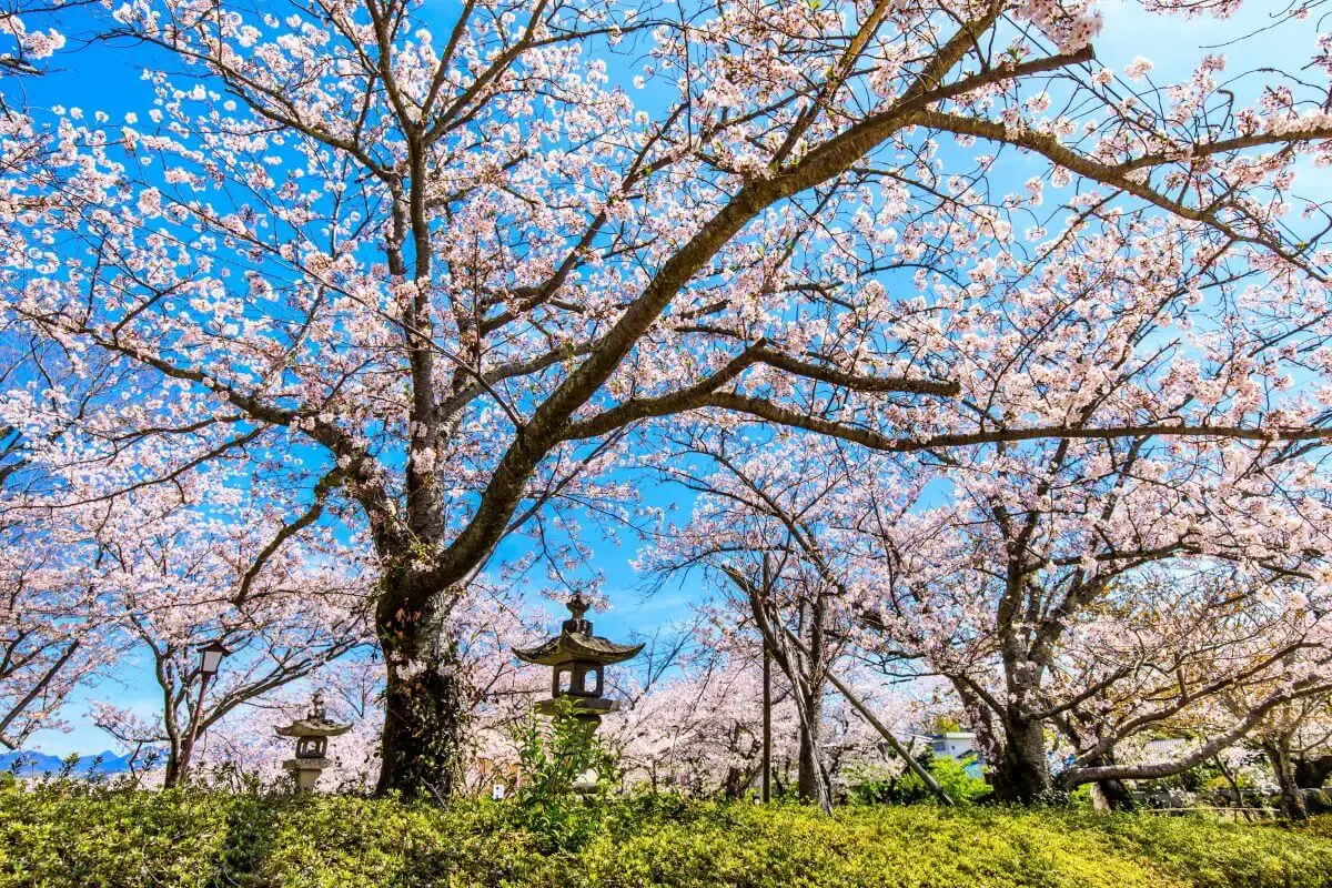 大村公園の桜(写真 3)