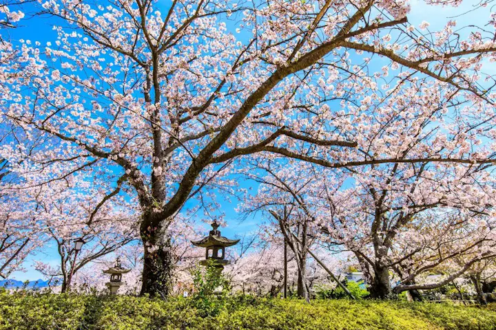 満開の桜に包まれる感動