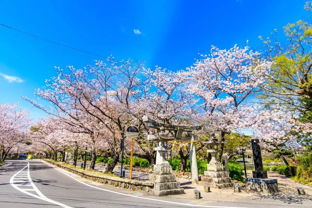 大村公園の桜(写真 5)