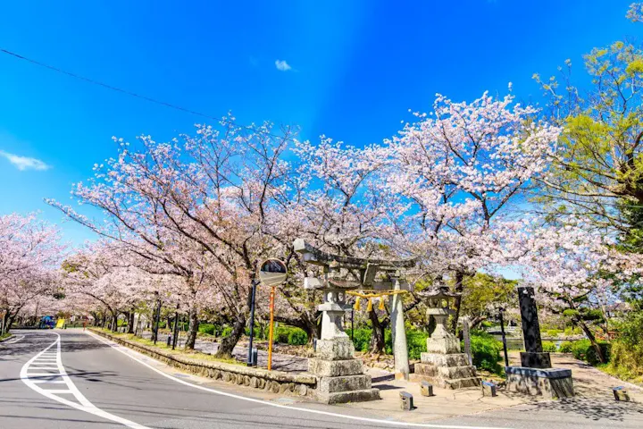 混雑を避けて桜を楽しむ方法