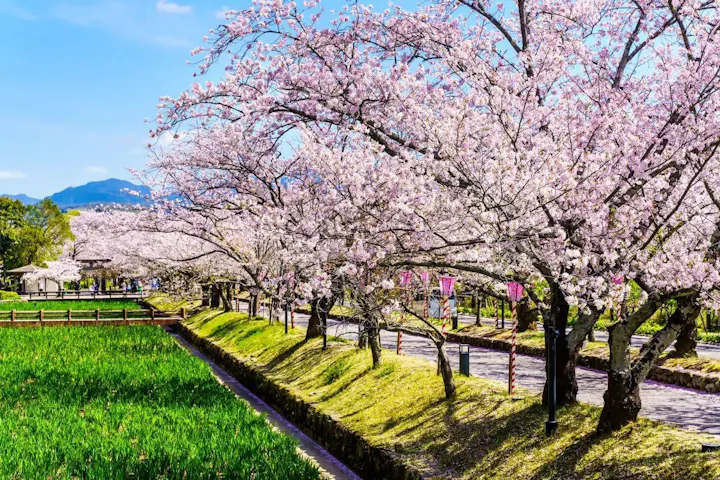 大村市で桜めぐりを楽しむ