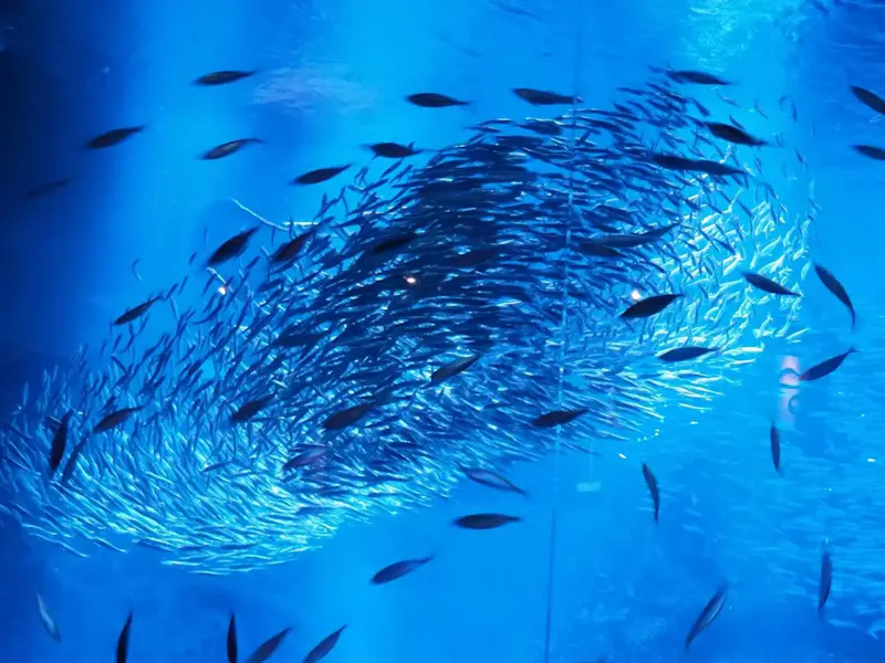 京都水族館