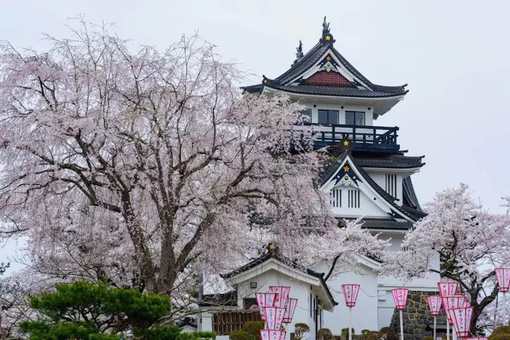 約3000本の桜が咲き誇る桜の名所!