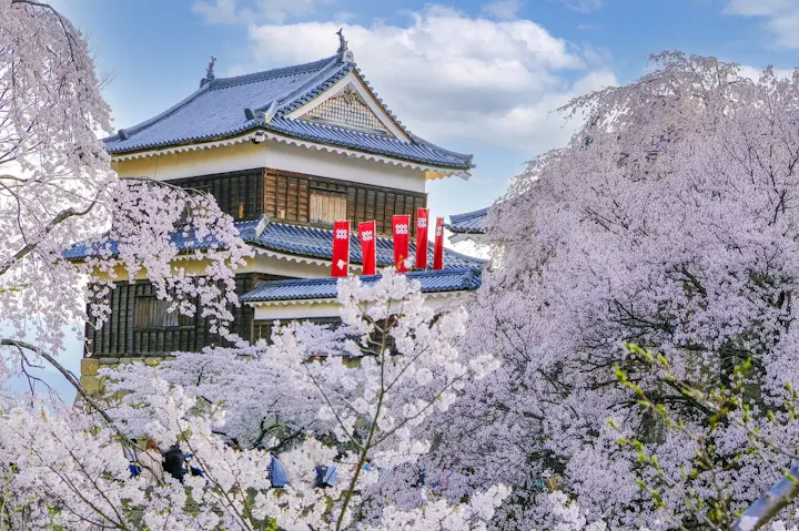 桜の名所として知られる上田城