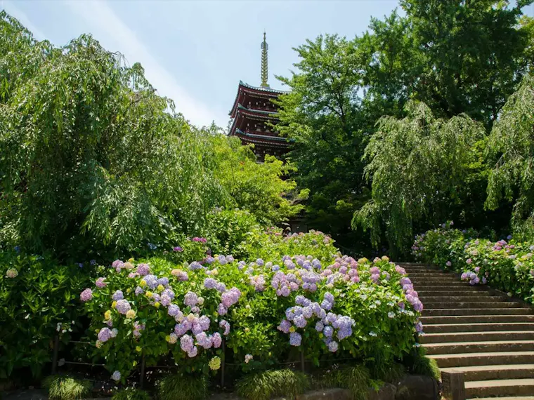 本土寺（あじさい寺）