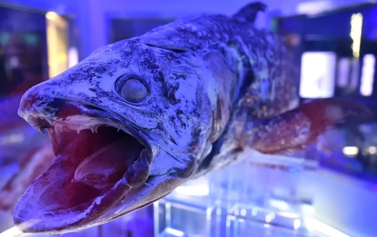 沼津港深海水族館(写真 4)