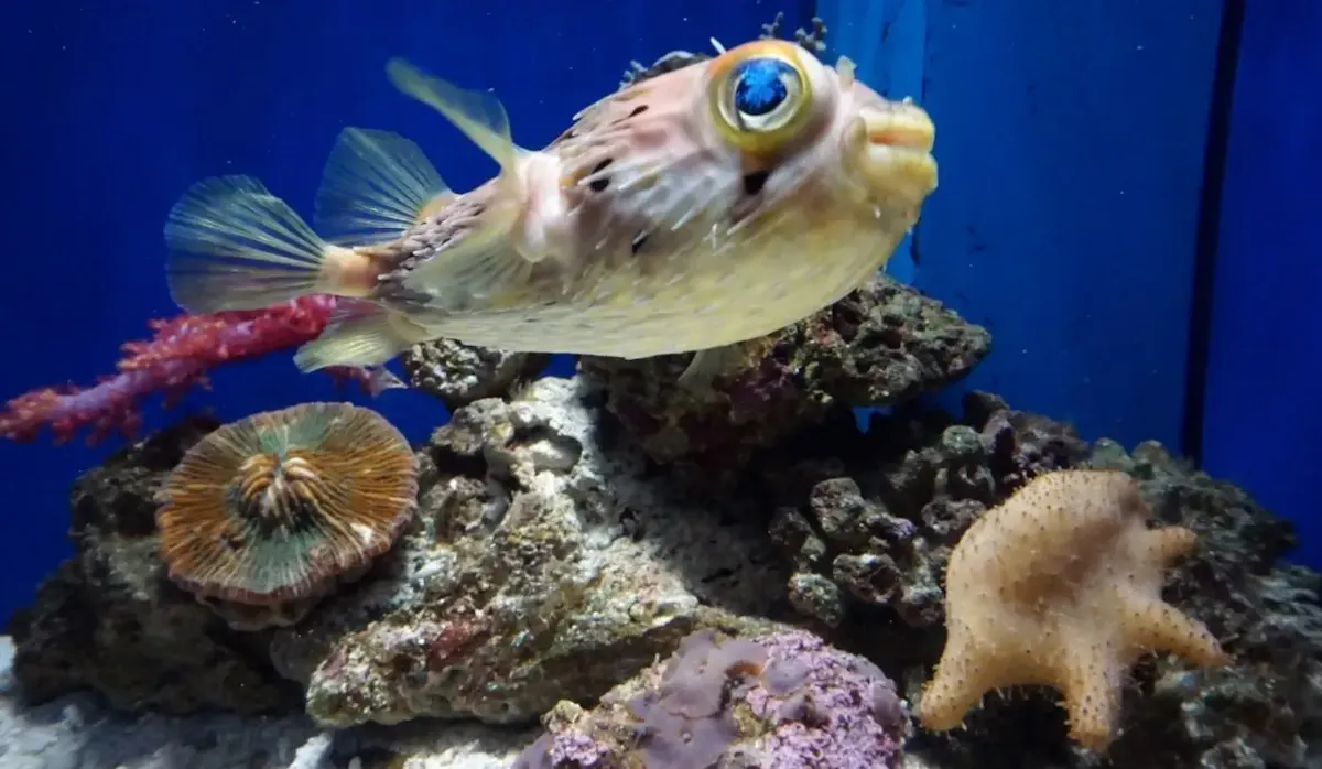 沼津港深海水族館(写真 3)