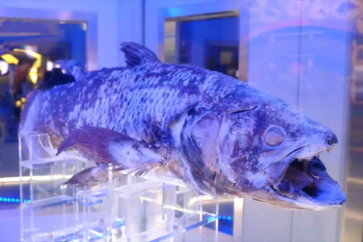 沼津港深海水族館(写真 2)