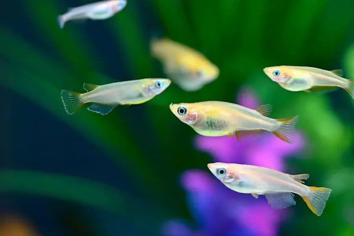 自然との共生を感じる「メダカたちの池」