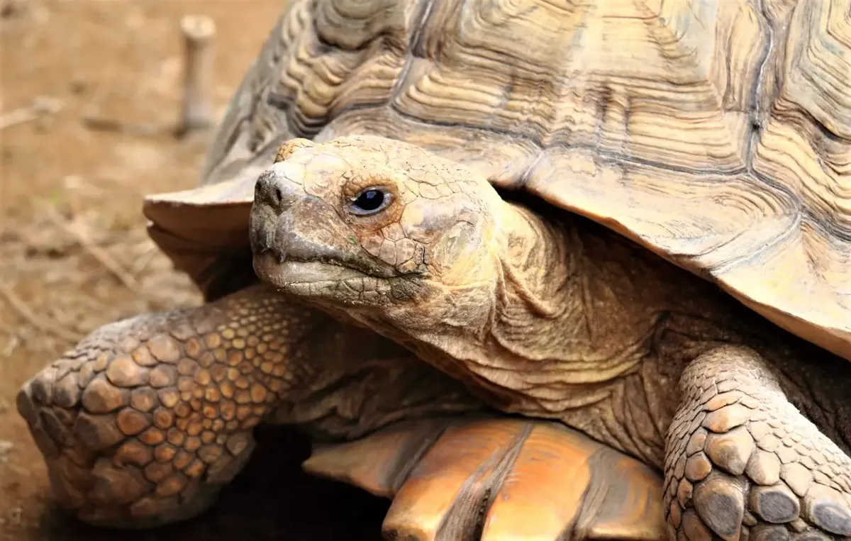 月ウサギの里（写真 2）