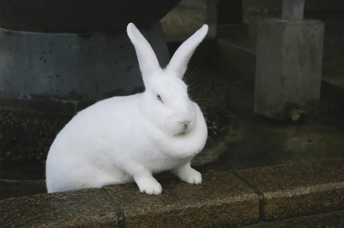 月ウサギの里（写真 3）