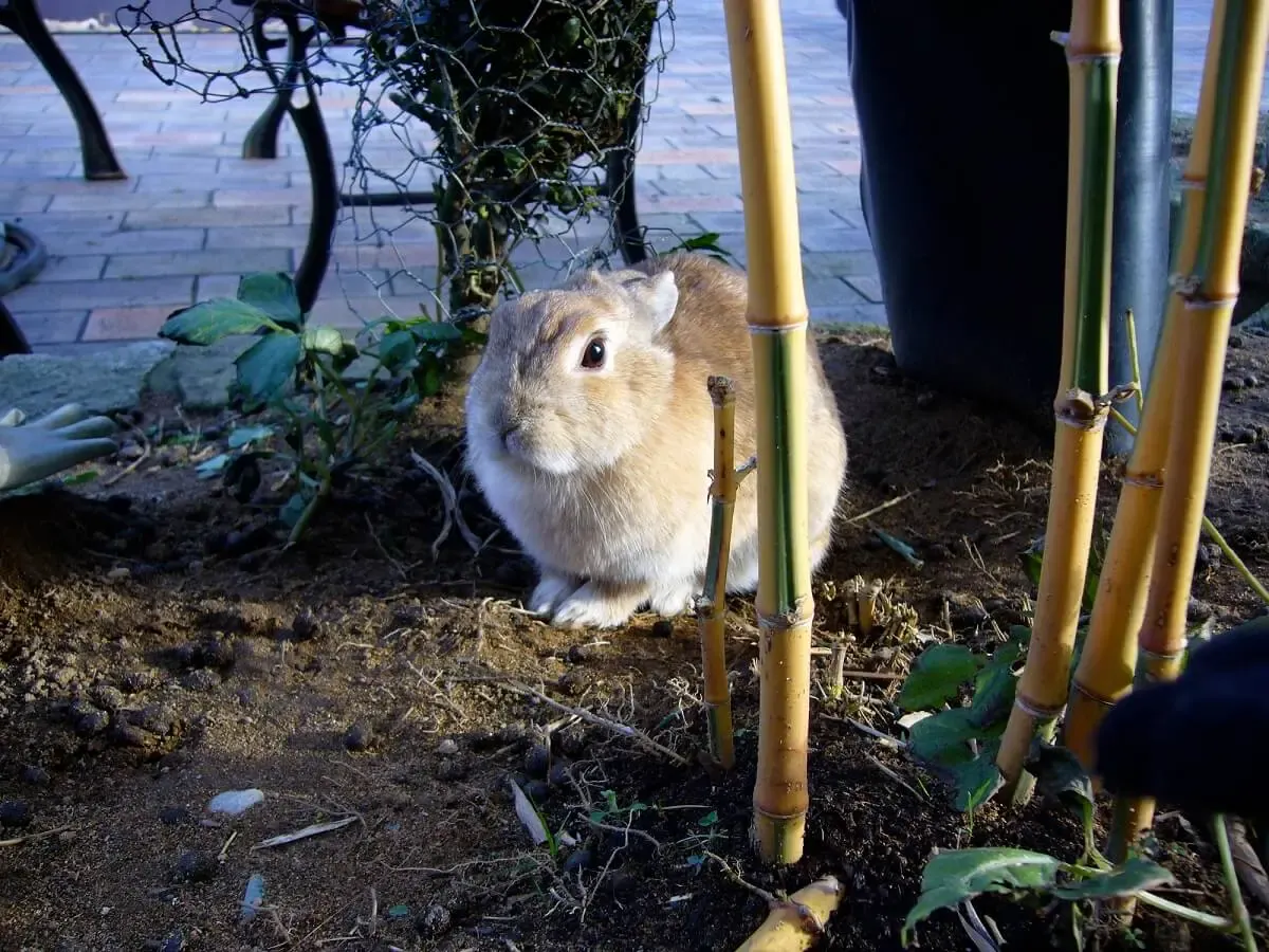 月ウサギの里（写真 4）