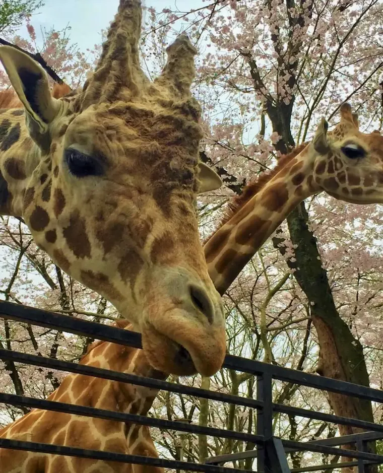 宇都宮動物園