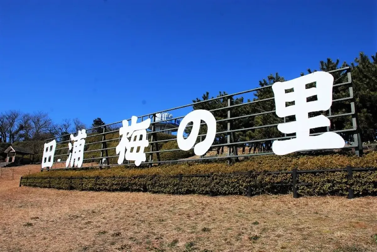 田浦梅の里のウメ