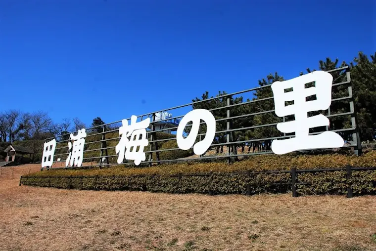 田浦梅の里のウメ