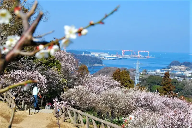 田浦梅の里のウメ