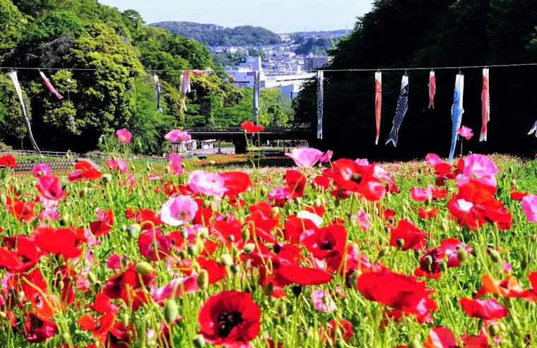 くりはま花の国のポピー・コスモス