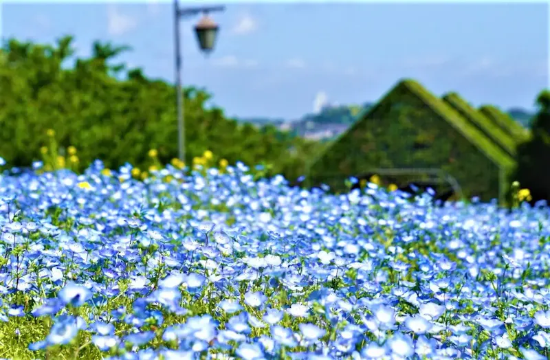 くりはま花の国のポピー・コスモス