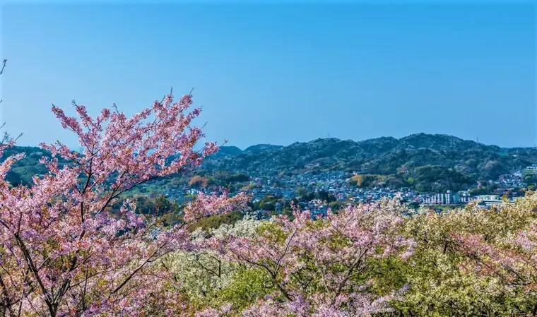 衣笠山公園
